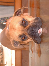 nur hund
